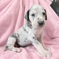 Blue Merle , a female Great Dane for sale in Joplin, MO – Photo 2 of 6