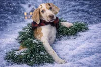 processed/b0f6c7cc-f2e4-4846-aacd-1936c77aceab/listing/b06f2d5d-0a2e-44ea-8fe0-0c9abf176539/21783db5-a147-43f1-a38d-403d9b6d0ab0