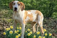 AKC Choc Fawn Harlequin, a female Great Dane for sale in Joplin, MO – Photo 4 of 4