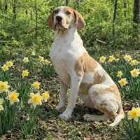 AKC Choc Fawn Harlequin, a female Great Dane for sale in Joplin, MO – Photo 3 of 4