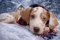 processed/b0f6c7cc-f2e4-4846-aacd-1936c77aceab/listing/b06f2d5d-0a2e-44ea-8fe0-0c9abf176539/92b2ead6-b102-4568-ab43-cc9624ec9ef8