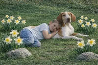 AKC Choc Fawn Harlequin, a female Great Dane for sale in Joplin, MO – Photo 2 of 4