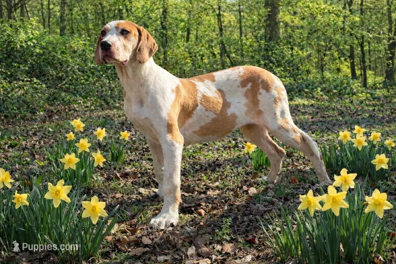 AKC Choc Fawn Harlequin