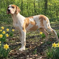 AKC Choc Fawn Harlequin, a female Great Dane for sale in Joplin, MO – Photo 1 of 4