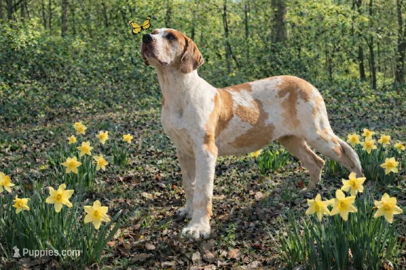 AKC Choc Fawn Harlequin – Great Dane puppy for sale in Joplin, MO