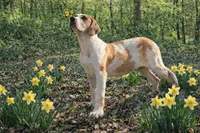 AKC Choc Fawn Harlequin, a female Great Dane for sale in Joplin, MO – Photo 1 of 4