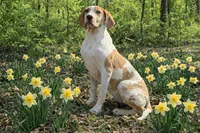 AKC Choc Fawn Harlequin, a female Great Dane for sale in Joplin, MO – Photo 3 of 4