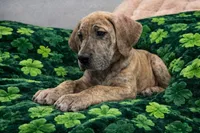 Full Euro blue brindle , a female Great Dane for sale in Joplin, MO – Photo 3 of 4