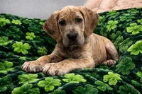 Full Euro blue brindle , a female Great Dane for sale in Joplin, MO – Photo 1 of 4