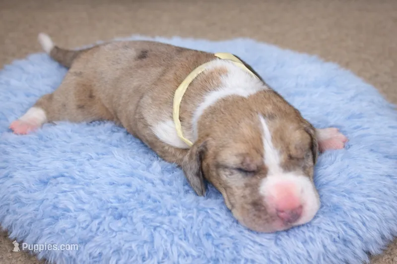 AKC Euro Fawn Merle Mantle