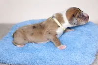 processed/b0f6c7cc-f2e4-4846-aacd-1936c77aceab/listing/cb2ca45b-dab4-4df2-a457-aec78ba79568/555312cf-2334-46ff-a67a-9b856d74c453