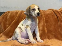 Fawn Harlequin , a female Great Dane for sale in Joplin, MO – Photo 4 of 6
