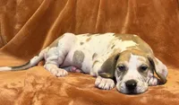 Fawn Harlequin , a female Great Dane for sale in Joplin, MO – Photo 2 of 6