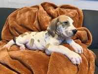 Fawn Harlequin , a female Great Dane for sale in Joplin, MO – Photo 6 of 6