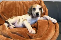 Fawn Harlequin , a female Great Dane for sale in Joplin, MO – Photo 5 of 6