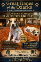 Fawn Harlequin , a female Great Dane for sale in Joplin, MO – Photo 1 of 6