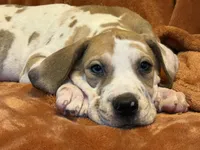 Fawn Harlequin , a female Great Dane for sale in Joplin, MO – Photo 3 of 6
