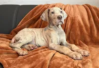 Lilac Merle Tanpoint , a male Great Dane for sale in Joplin, MO – 5 of 7