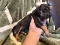 Black Tanpoint , a female Great Dane for sale in Joplin, MO – Photo 5 of 5