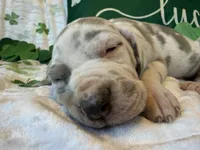 Lilac Harlequin , a male Great Dane for sale in Joplin, MO – Photo 2 of 6