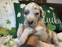 Lilac Harlequin , a male Great Dane for sale in Joplin, MO – Photo 3 of 6