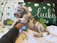 Lilac Harlequin , a male Great Dane for sale in Joplin, MO – Photo 6 of 6