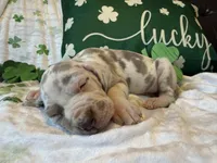 Lilac Harlequin , a male Great Dane for sale in Joplin, MO – Photo 1 of 6