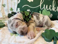 Lilac Harlequin , a male Great Dane for sale in Joplin, MO – Photo 4 of 6