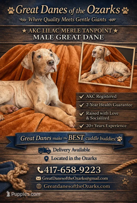 Lilac Merle Tanpoint  – Great Dane puppy for sale in Joplin, MO