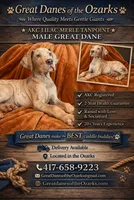 Lilac Merle Tanpoint , a male Great Dane for sale in Joplin, MO – 1 of 7