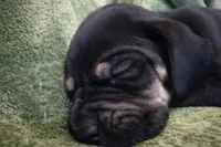 Black Tanpoint , a female Great Dane for sale in Joplin, MO – Photo 2 of 5