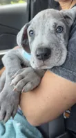 Knox, a male Great Dane for sale in Joplin, MO – 2 of 3