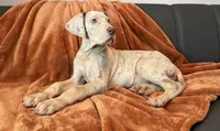 Lilac Merle Tanpoint , a male Great Dane for sale in Joplin, MO – 3 of 7