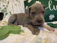 Lilac , a female Great Dane for sale in Joplin, MO – Photo 3 of 4