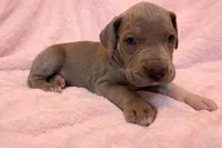 Lilac , a female Great Dane for sale in Joplin, MO – Photo 4 of 6