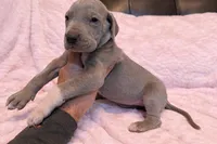 Lilac , a female Great Dane for sale in Joplin, MO – Photo 5 of 6