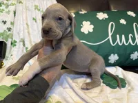 Lilac , a female Great Dane for sale in Joplin, MO – Photo 4 of 4