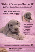 Lilac , a female Great Dane for sale in Joplin, MO – Photo 1 of 6