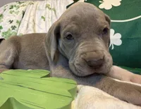 Lilac , a female Great Dane for sale in Joplin, MO – Photo 1 of 4