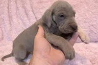 Lilac , a female Great Dane for sale in Joplin, MO – Photo 2 of 6