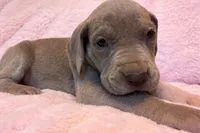 Lilac , a female Great Dane for sale in Joplin, MO – Photo 3 of 6