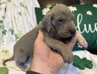 Lilac , a female Great Dane for sale in Joplin, MO – Photo 2 of 4