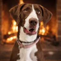 Choc Mantle, a female Great Dane for sale in Joplin, MO – Photo 2 of 5