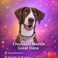 Choc Mantle, a female Great Dane for sale in Joplin, MO – Photo 1 of 5