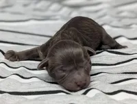 Aphrodite, a female Cavapoo for sale in Salem, NJ – Photo 3 of 4