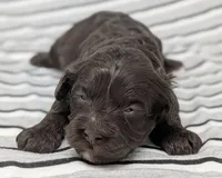 Aphrodite, a female Cavapoo for sale in Salem, NJ – Photo 1 of 4