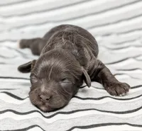 Aphrodite, a female Cavapoo for sale in Salem, NJ – Photo 2 of 4