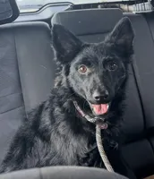 Zayda, a female Mudi for sale in Salem, NJ – Photo 1 of 2