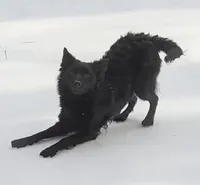 Zayda, a female Mudi for sale in Salem, NJ – Photo 2 of 2