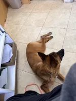 Corpse, a male Belgian Malinois for sale in Salem, NJ – 3 of 4